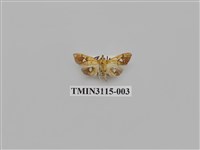 藏品(螟蛾216)的圖片